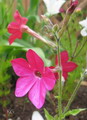 Nicotiana Sylvestris